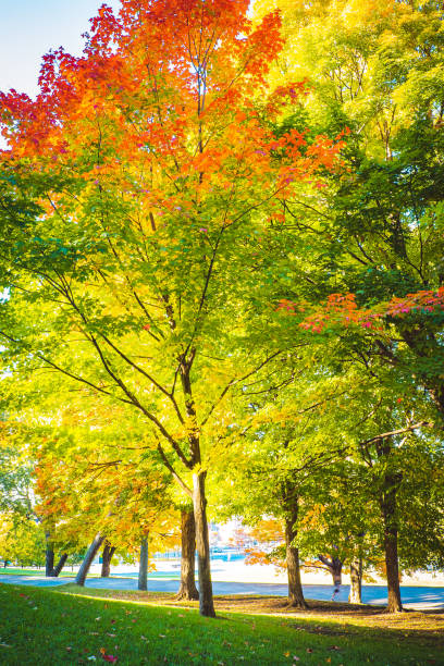 istock Mont Royal in Autumn, Montreal, Canada 1204642783