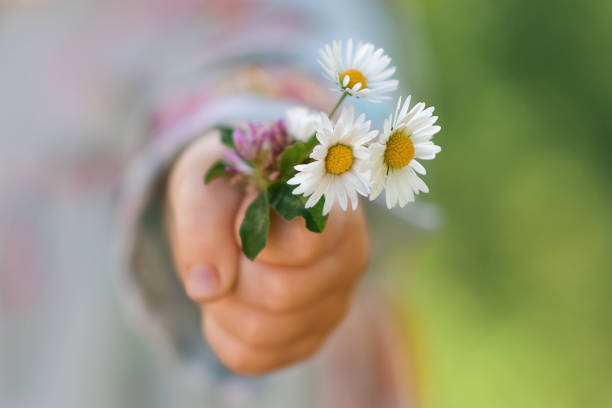 Girl holding a bouquet of daisies in her hand close-up Girl holding a bouquet of daisies in her hand flower outdoors day loving stock pictures, royalty-free photos & images