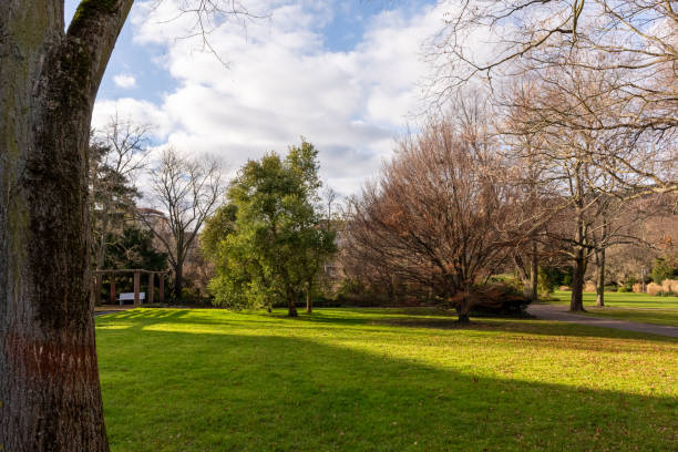 istock meadow with trees in a city park in autumn 1204646228