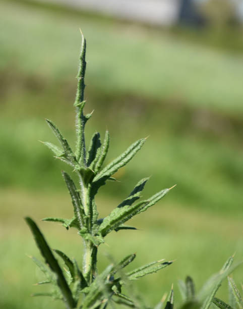 istock Green Thistle Flowers Growing in the Wild 1204647665