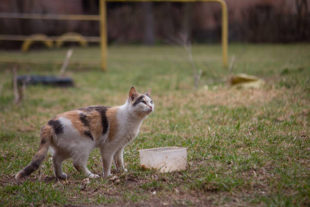 istock Beautiful homeless cat asks for food 1204648227