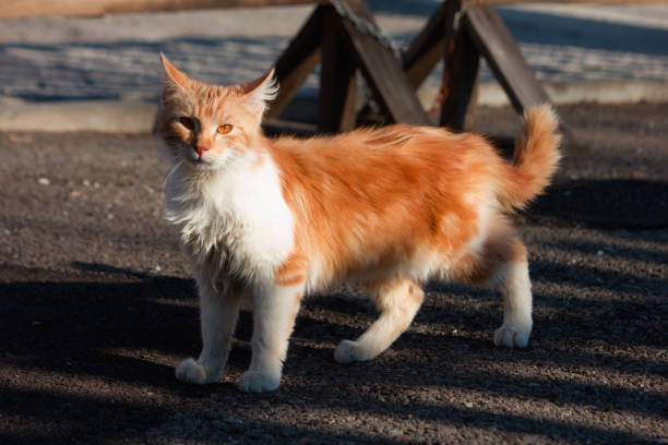 istock Red street cat is walking down the street. 1204648770