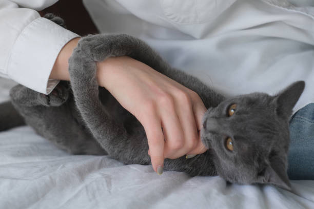 british gray cat aggressively bites man hand. human animal relationship