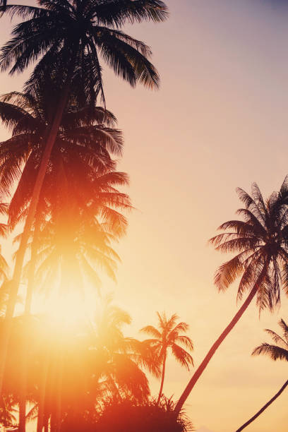 istock Palm trees silhouette on tropical beach on sunset 1204649306