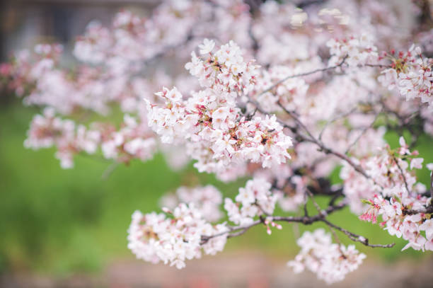 istock Walking path under the beautiful sakura tree or cherry tree tunnel in Tokyo, Japan 1204651337