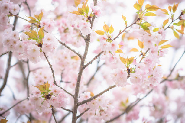 istock Walking path under the beautiful sakura tree or cherry tree tunnel in Tokyo, Japan 1204651341