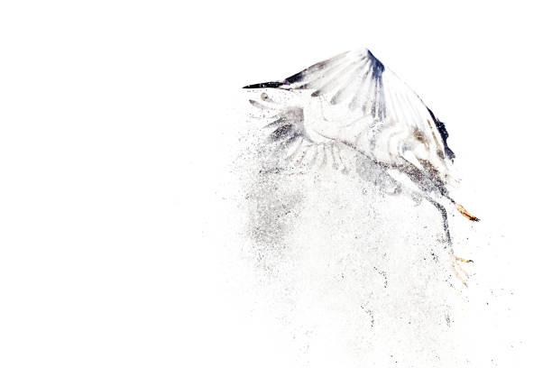istock Birds. Dispersion, splatter effect. Little egret. White Background. 1204651345