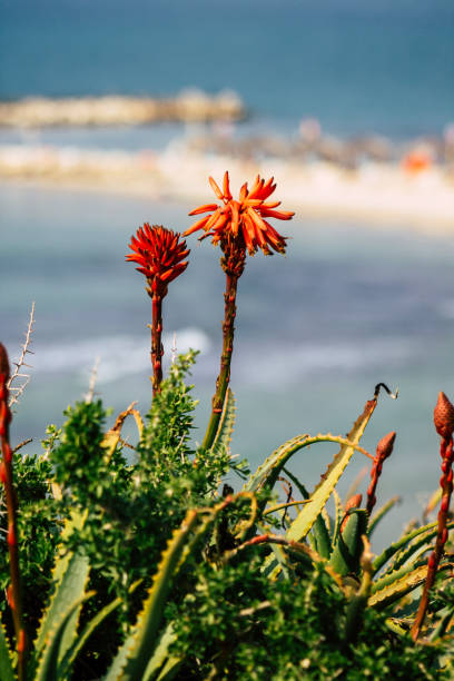 istock Colors of Israel 1204652225