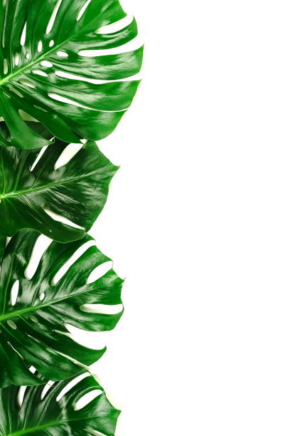 istock tropical green monstera leaves , branches pattern frame isolated on a white background. top view.copy space.abstract. 1204653160