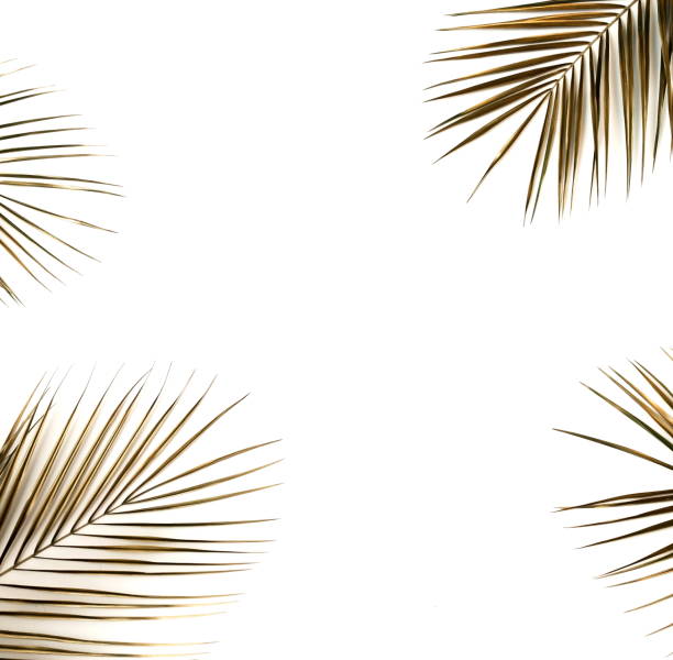 istock Gold palm leaves plant pattern frame isolated on a white background. top view. copy space. abstract. 1204653496