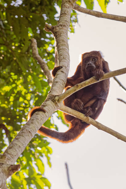 istock Brown Howler monkey (Alouatta guariba) high in tree in tropical forest. Selective focus. 1204653954