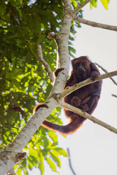 istock Brown Howler monkey (Alouatta guariba) high in tree in tropical forest. Selective focus. 1204653957