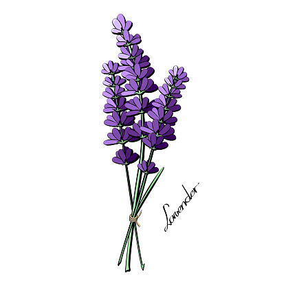 Lavender Flower Sketch Stock Illustration - Download Image Now - Lavender -  Plant, Aspic, Line Art - iStock