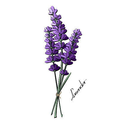 Lavender Flower Sketch Stock Illustration - Download Image Now - Lavender - Plant, Aspic, Line Art - iStock Lavender Flower Sketch Stock Illustration - Download Image Now - Lavender - Plant, Aspic, Line Art - iStock