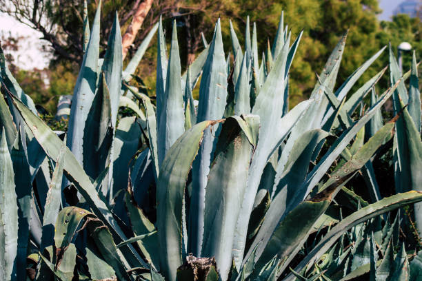 istock Colors of Israel 1204656992