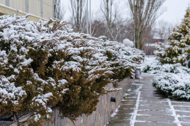 istock A row of juniper bushes covered in snow. 1204658166