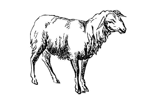 illustrations, cliparts, dessins animés et icônes de mouton - gigot fond blanc