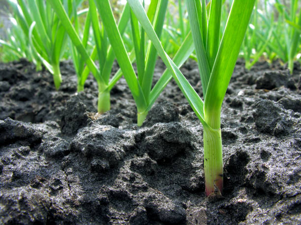 istock organically cultivated garlic plantation 1204659672