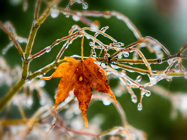 istock Winter leaves covered in ice 1204661580
