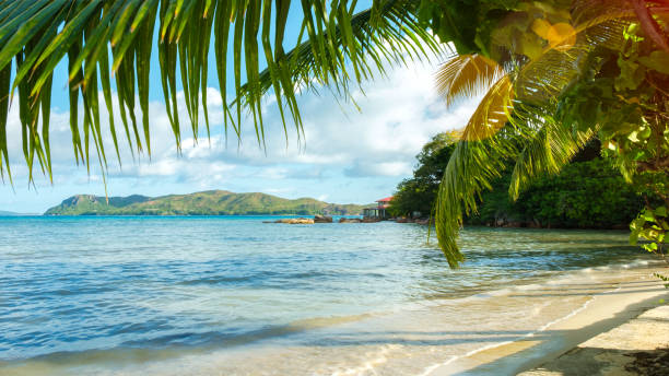 istock Palm and tropical beach.Seychelles. Vacation holidays concept 1204661646