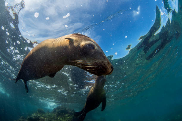 istock sea lion seal underwater while diving galapagos 1204662522