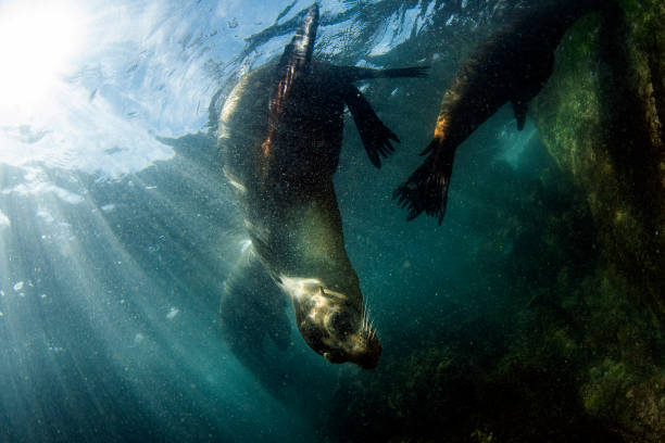 istock sea lion seal underwater while diving galapagos 1204662533
