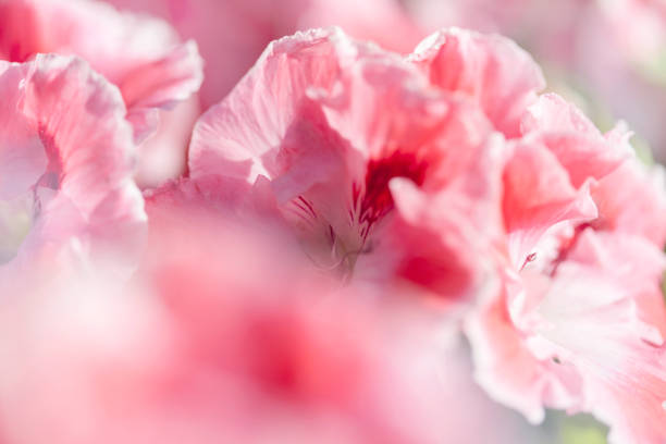 istock natural floral background with white and pink geraniums 1204663555