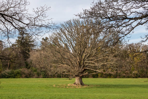 istock A Large Tree in the Centre of a Green Field, County Wicklow 1204664516