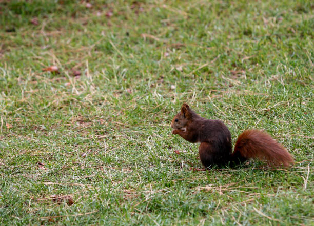 istock Squirrel in search of food 1204664904