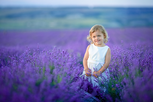 A child with a basket of flowers. A little girl stands in a field with a purple lavandeur