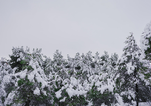 Fir green trees and grass covered with snow, white cloudy sky background
