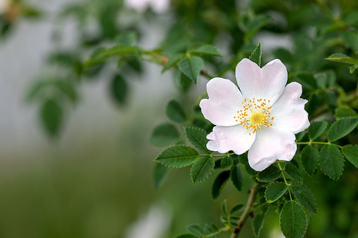 Rosa canina, commonly known as the dog rose, beautiful white petals with a hint of pink and yellow stamens