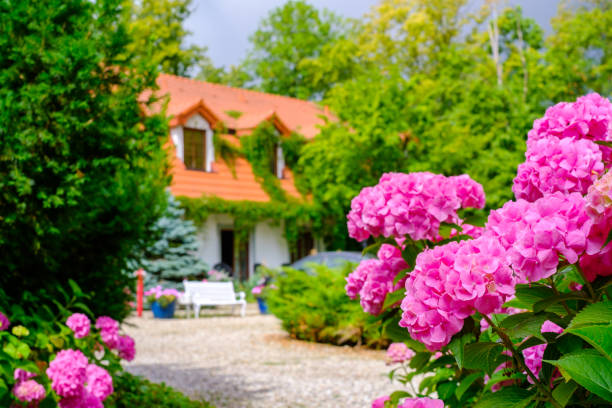istock Country house landscape hydrangea flowers 1204666789