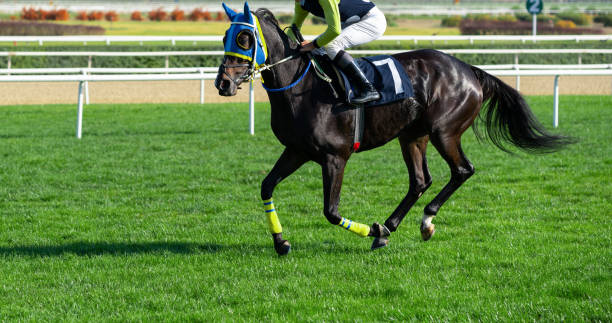 istock Fast running racehorse 1204668019