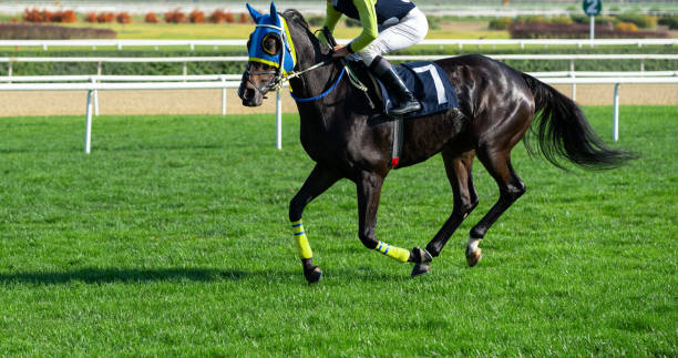 szybki koń wyścigowy - equestrian event flat racing horse racing people zdjęcia i obrazy z banku zdjęć