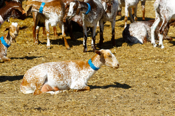 istock Breeding goats in a farm 1204668867