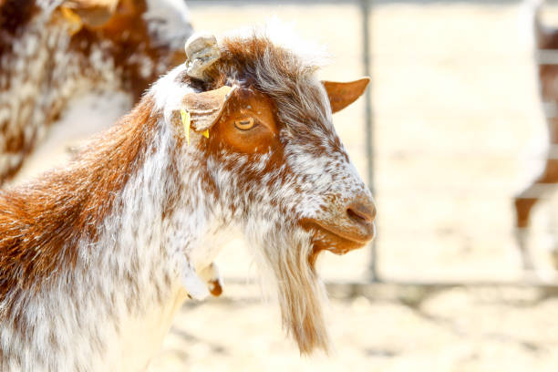 istock Breeding goats in a farm 1204668898