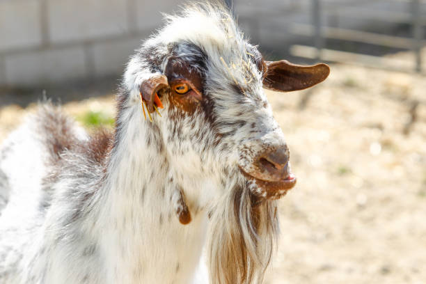 istock Breeding goats in a farm 1204669009