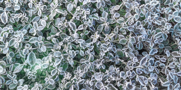 Evergreen leaves of boxwood,or buxus,covered with hoarfrost and snowflakes.Silver shrub with the icy crystal crust with sun beam on it,caught by frost on winter day in Europe,Germany.Horizontal banner hojas de hoja perenne de madera de caja, o buxus, cubiertas de hoarfrost y copos de nieve. arbusto de plata con corteza de cristal helado, capturado por las heladas en el día de invierno en europa,alemania.bandera horizontal, enfoque selectivo.