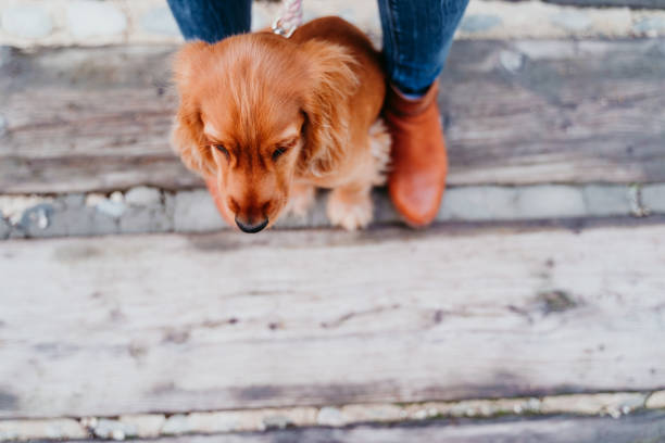 istock cute puppy cocker spaniel dog outdoors and her owner. top view 1204670678