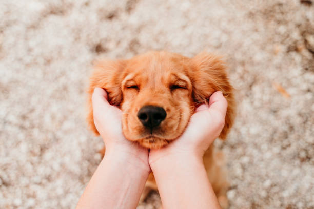 woman holding head of cute puppy cocker spaniel dog. love for animals concept stock photo