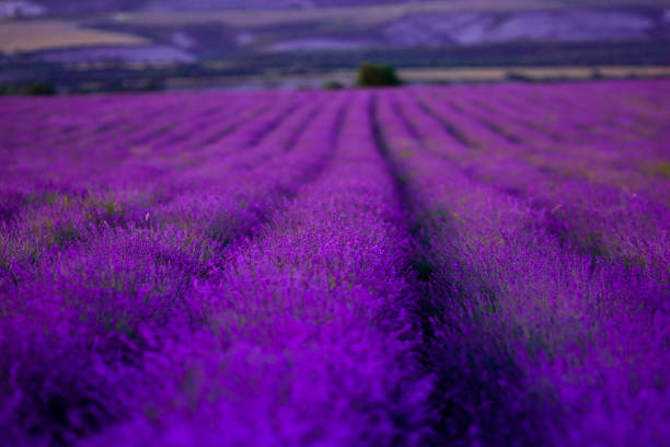 Lavender field Mature color without people planted in rows