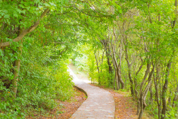 stone road in a deciduous forest with an arch of trees. the idea of outdoor walks and adventure