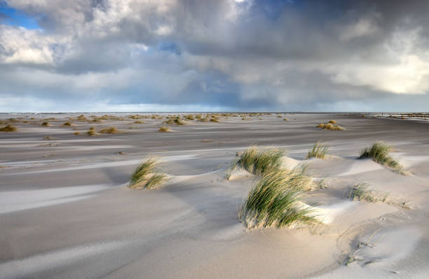 istock windy sand beach by North sea, Texel, Holland 1204672295