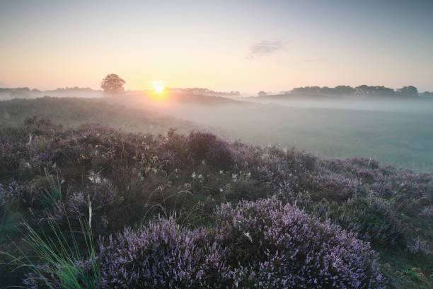 istock beautiful misty sunrise over blooming heather hills in summer 1204672398