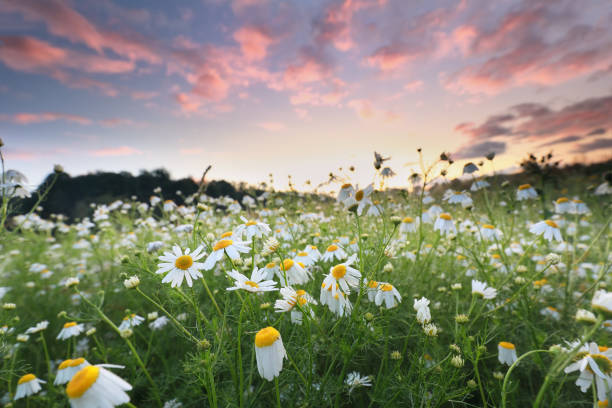 summer field with many chamomile flowers at dawn stock photo