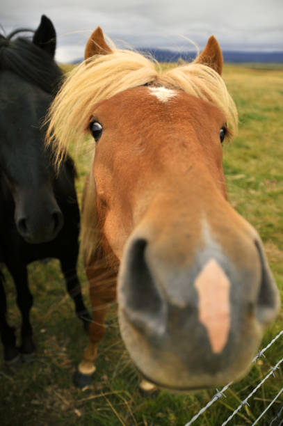 istock Icelandic horse nose 1204672476