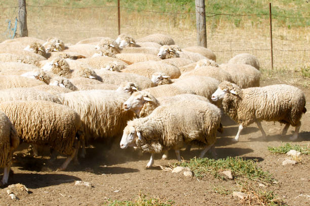 istock Breeding of sheep in a farm 1204673811