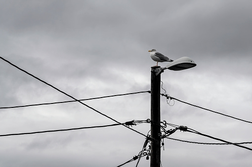Seagull on lamp post. Electricity, wires and cables.
