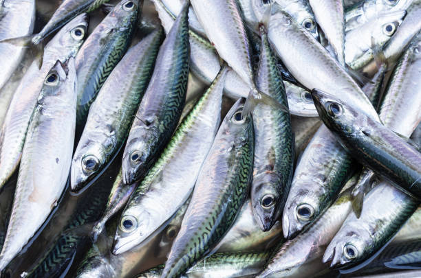 scomber fresco ou cavala atlântica - market fish mackerel saltwater fish - fotografias e filmes do acervo